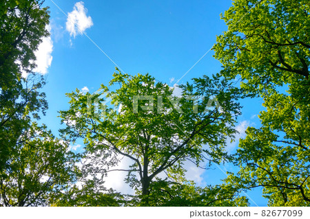 Green treetops against a blue sky, nature Green treetops against a blue sky, nature 82677099