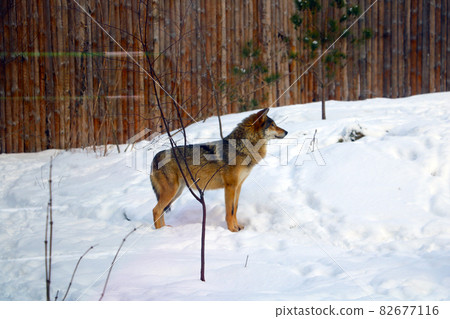Out of focus, blurry background, view of an adult wolf in the snow. 82677116