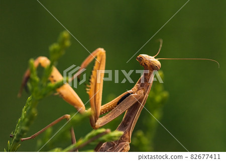 Brown praying mantis on tree. Mantis religiosa 82677411
