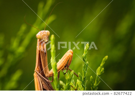 Brown praying mantis on tree. Mantis religiosa Brown praying mantis on tree. Mantis religiosa 82677422