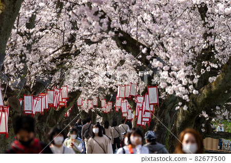 Fukui's cherry blossom spot, Asuwa River cherry tree row Fukui's cherry blossom spot, Asuwa River cherry tree row 82677500