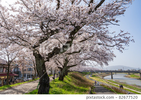 Fukui's cherry blossom spot, Asuwa River cherry tree row Fukui's cherry blossom spot, Asuwa River cherry tree row 82677520