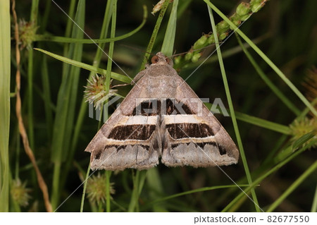 Creatures, insects, Nakaguro Kuchiba, and beautiful geometric patterns. It seems to be of southern origin, but it is from Chiba prefecture. There were multiple heads in the grass 82677550