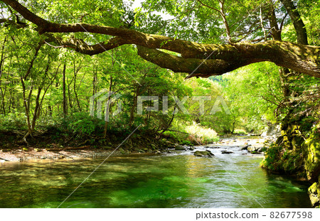 Kinomata River and Kinomata Garden that flow through Nasushiobara Kinomata River and Kinomata Garden that flow through Nasushiobara 82677598