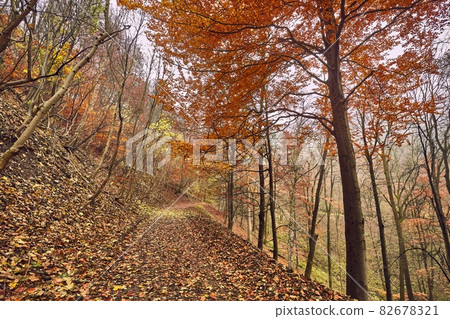 Autumn forest path between trees Autumn forest path between trees 82678321