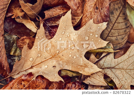 Autumn leaf on ground with raindrops 82678322