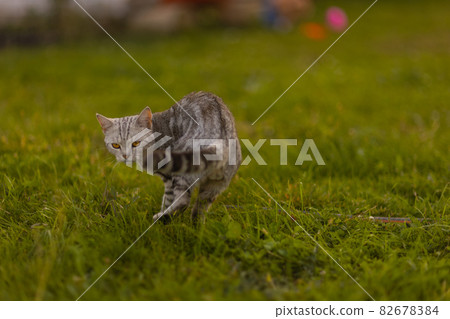 gray domestic cat walking on green grass. gray domestic cat walking on green grass. 82678384