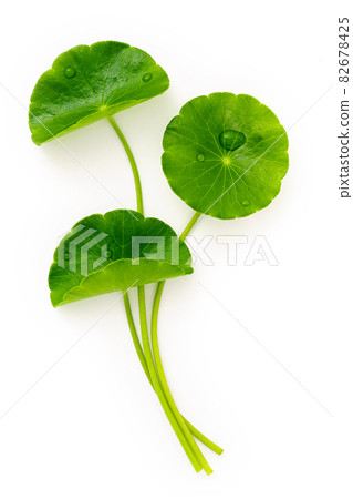 Close up centella asiatica leaves with rain drop isolated on white background top view. 82678425