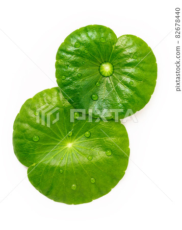 Close up centella asiatica leaves with rain drop in petri dish isolated on white background top view. 82678440