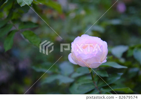 秋天的粉紅玫瑰 秋天的粉紅玫瑰 82679574