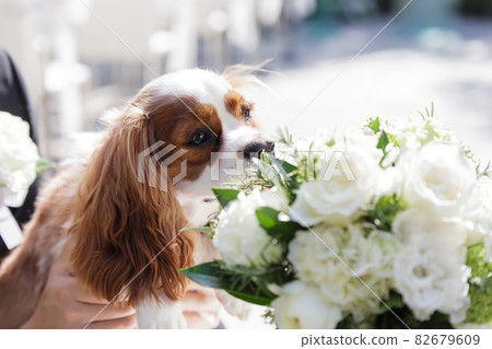 Cavalier curious about the smell of flowers at a wedding ceremony Cavalier curious about the smell of flowers at a wedding ceremony 82679609