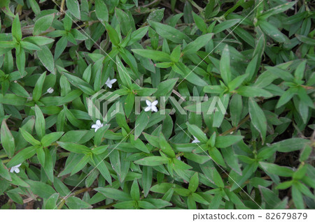 Meriken Mugra 82679879