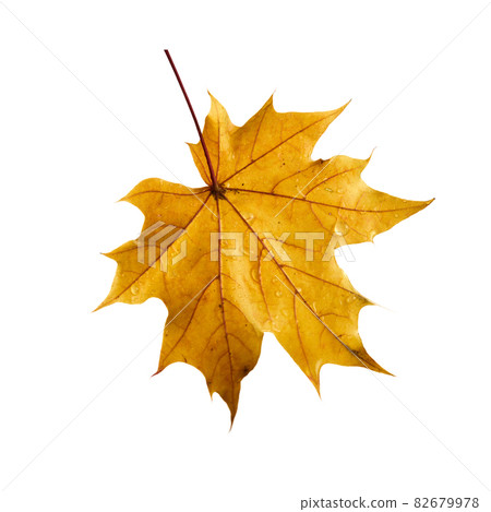 Autumn maple leaf isolated on white background Autumn maple leaf isolated on white background 82679978