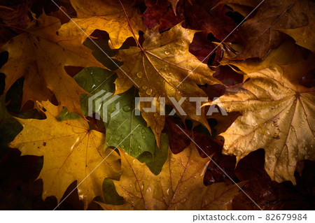 Colorful Autumn leaves with rain drops on them. Colorful Autumn leaves with rain drops on them. 82679984