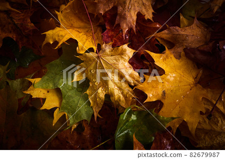 Colorful Autumn leaves with rain drops on them. Colorful Autumn leaves with rain drops on them. 82679987