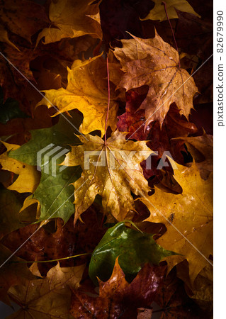 Colorful Autumn leaves with rain drops on them. Colorful Autumn leaves with rain drops on them. 82679990