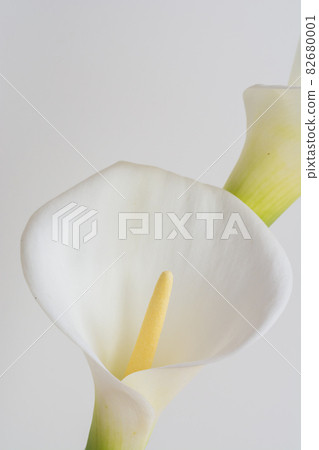 White calla lilies on white background White calla lilies on white background 82680001