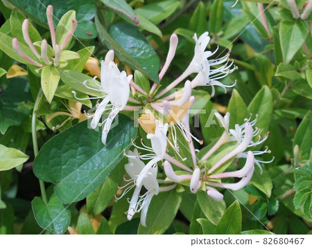 Honeysuckle Honeysuckle 82680467