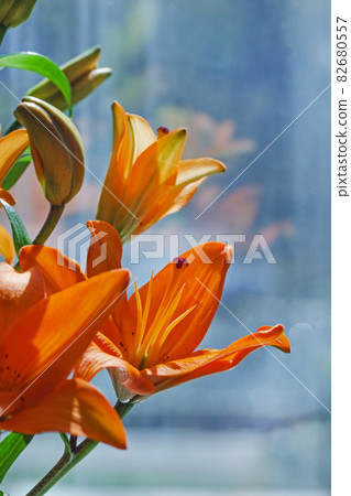 Pretty opening orange lilies in sun 82680557