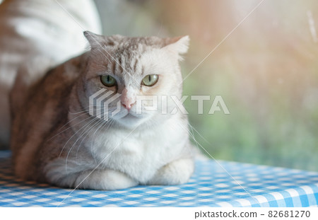 Cute kitty cat relaxing at home. Pet at home Cute kitty cat relaxing at home. Pet at home 82681270
