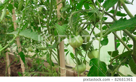 Image of unripen green tomatoes in greenhouse Image of unripen green tomatoes in greenhouse 82681361