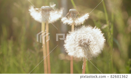 Image of dandelion on sunlight in the summer Image of dandelion on sunlight in the summer 82681362