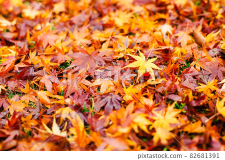 Autumn park is a carpet of fallen leaves 82681391