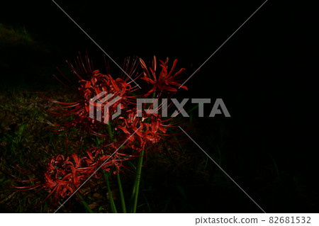 集群孤挺花在清晨 82681532