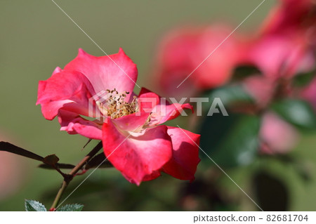 花的女王 82681704