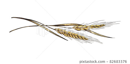 Wheat ears vector illustration in sketch style isolated on white background. Wheat ears vector illustration in sketch style isolated on white background. 82683376