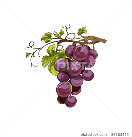 Bunch of purple grape with leaves, sketch vector illustration isolated on white. 82683455