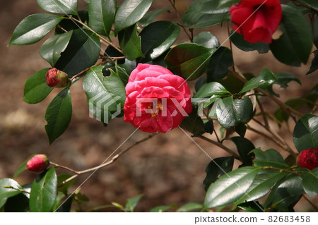 Camellia flowers in full bloom Camellia flowers in full bloom 82683458