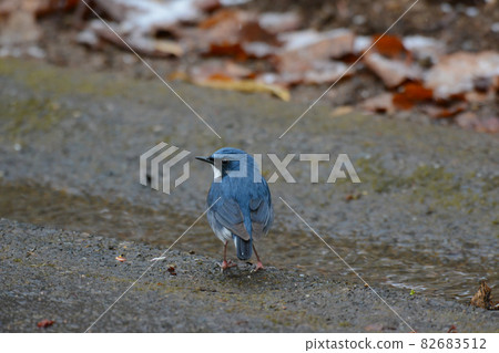 在街道上的西伯利亞藍知更鳥 在街道上的西伯利亞藍知更鳥 82683512
