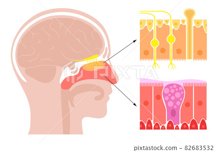 nasal cavity anatomy 82683532