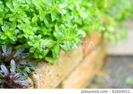 Garden Garden 82684052