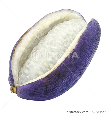 Akebi Akebi Illustration Real Single - Stock Illustration