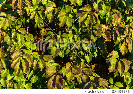 Parthenocissus quinquefolia Parthenocissus inserta grape is a woody vine of the Maiden Grape genus. Background texture Parthenocissus quinquefolia Parthenocissus inserta grape is a woody vine of the Maiden Grape genus. Background texture 82684926