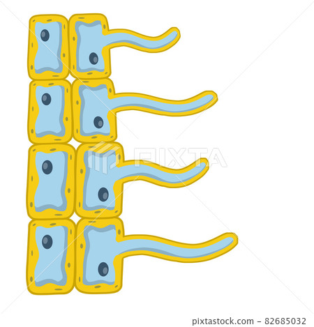 Stock vector Cells of living things isolated on white 82685032