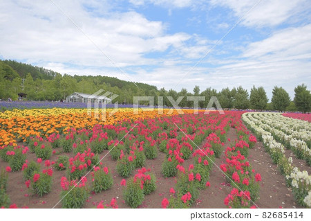 Furano flower garden 82685414