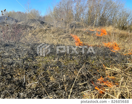 Dry grass field Fire disaster close up 82685688