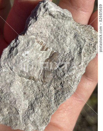 Geologist's hand holding fossil in limestone 82685689