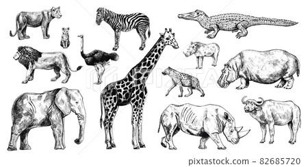 Set african animals isolated on white background. Collection giraffe, elephant, rhinoceros, hippo, buffalo. Set african animals isolated on white background. Collection giraffe, elephant, rhinoceros, hippo, buffalo. 82685720