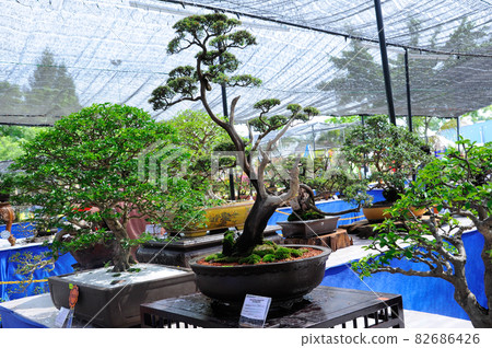 KELANTAN, MALAYSIA -JULY 06, 2012: Bonsai tree display for public in the floral nursery. KELANTAN, MALAYSIA -JULY 06, 2012: Bonsai tree display for public in the floral nursery. 82686426