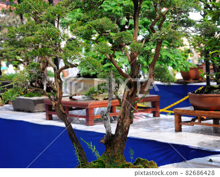KELANTAN, MALAYSIA -JULY 06, 2012: Bonsai tree display for public in the floral nursery.  KELANTAN, MALAYSIA -JULY 06, 2012: Bonsai tree display for public in the floral nursery.  82686428