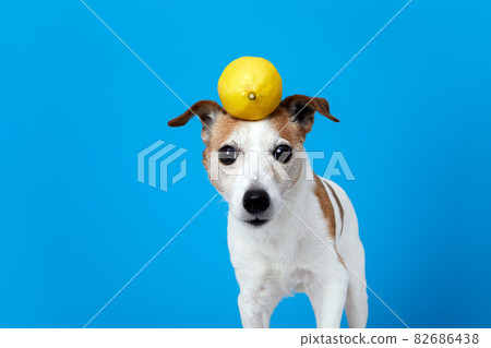 Funny dog with lemon on head blue background 82686438
