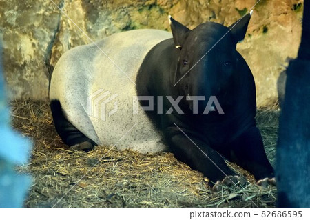 Malayan tapir 82686595
