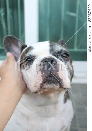 groping a dog, tame French bulldog or French bulldog. 82687609