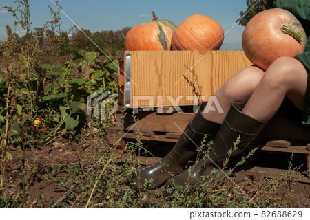 Closeup photo of the woman with pumpkin 82688629