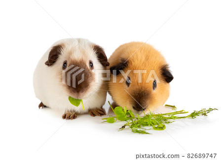 Two guinea outlet pigs eating