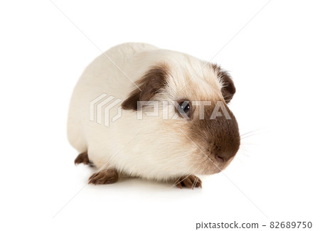 Small Guinea pig close-up 82689750